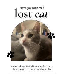 Lost Male Cat last seen Glencairn gardens, Lauren’s st, Rock Hill, SC 29730