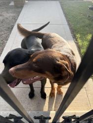 Found/Stray Male Dog last seen Mayberry Rd and hwy 83, Mission, TX 78572