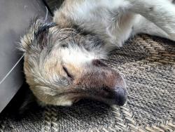 Found/Stray Female Dog last seen Near and ruel road, Magnolia, TX 77355