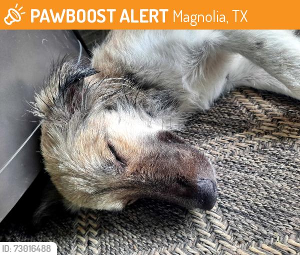 Found/Stray Female Dog last seen Near and ruel road, Magnolia, TX 77355