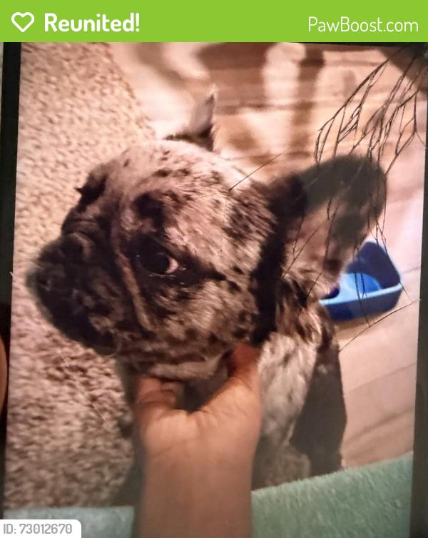 Reunited Male Dog last seen By the chevron store, Heath, TX 75126