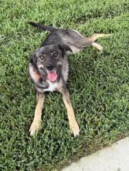 Found/Stray Unknown Dog last seen Hidden bend Dr, Houston, TX 77064