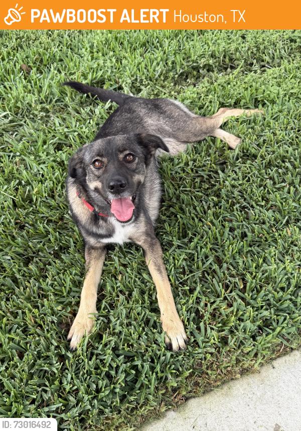 Found/Stray Unknown Dog last seen Hidden bend Dr, Houston, TX 77064