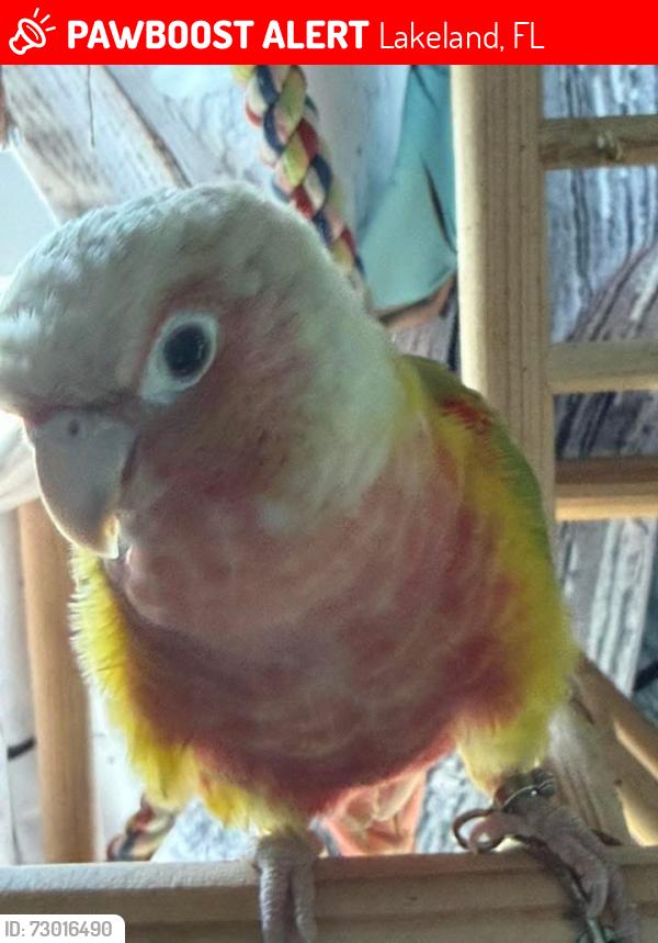 Lost Female Bird last seen N Galloway and new Tampa highway, Lakeland, FL 33815