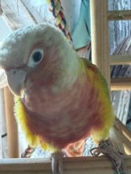 Lost Female Bird last seen N Galloway and new Tampa highway, Lakeland, FL 33815