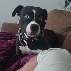 Lost Female Dog last seen Cross from farm, Cleveland, TN 37323