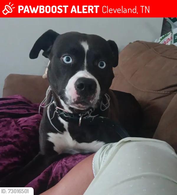 Lost Female Dog last seen Cross from farm, Cleveland, TN 37323
