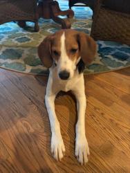 Reunited Male Dog last seen 1350-1360 Kirby Road, McLean VA, McLean, VA 22101