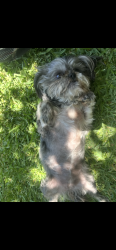 Lost Female Dog last seen fontana, Fontana, CA 92335