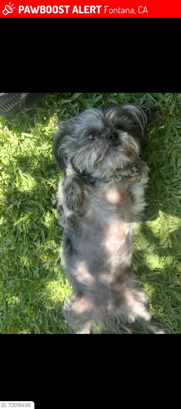 Lost Female Dog last seen fontana, Fontana, CA 92335