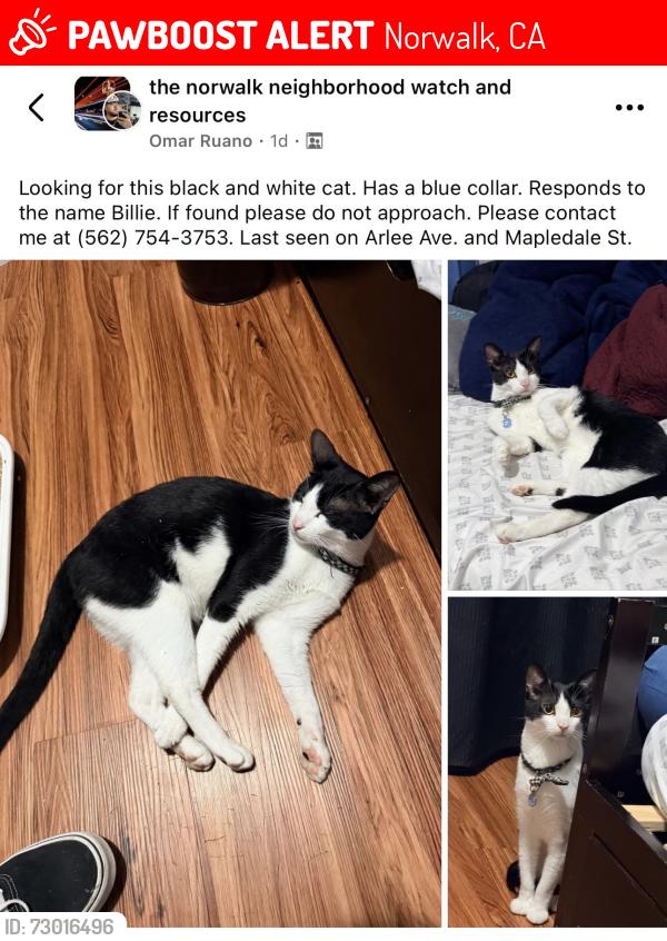 Lost Male Cat last seen Arlee Ave and Mapledale , Norwalk, CA 90650