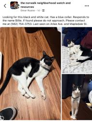 Lost Male Cat last seen Arlee Ave and Mapledale , Norwalk, CA 90650