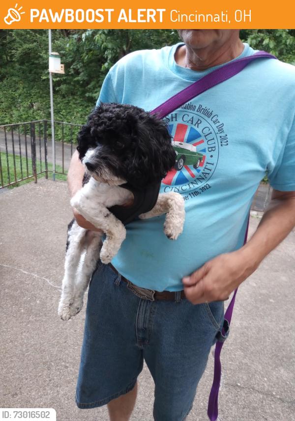Found/Stray Male Dog last seen Between Pickway and Kirkridge, Cincinnati, OH 45233