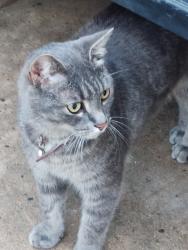 Found/Stray Male Cat last seen Jackson, nj, Jackson Township, NJ 07731