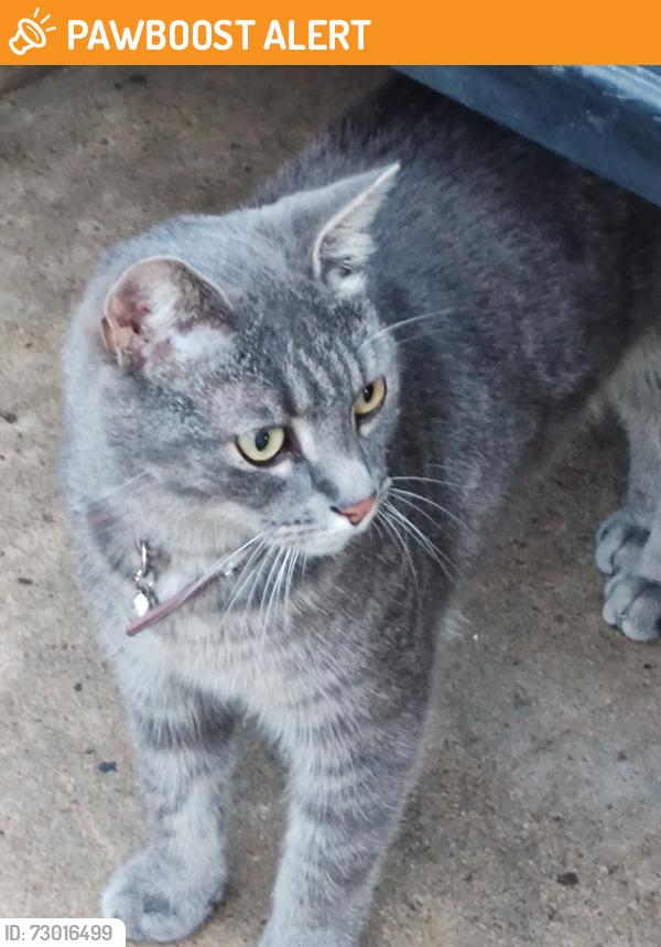 Found/Stray Male Cat last seen Jackson, nj, Jackson Township, NJ 07731