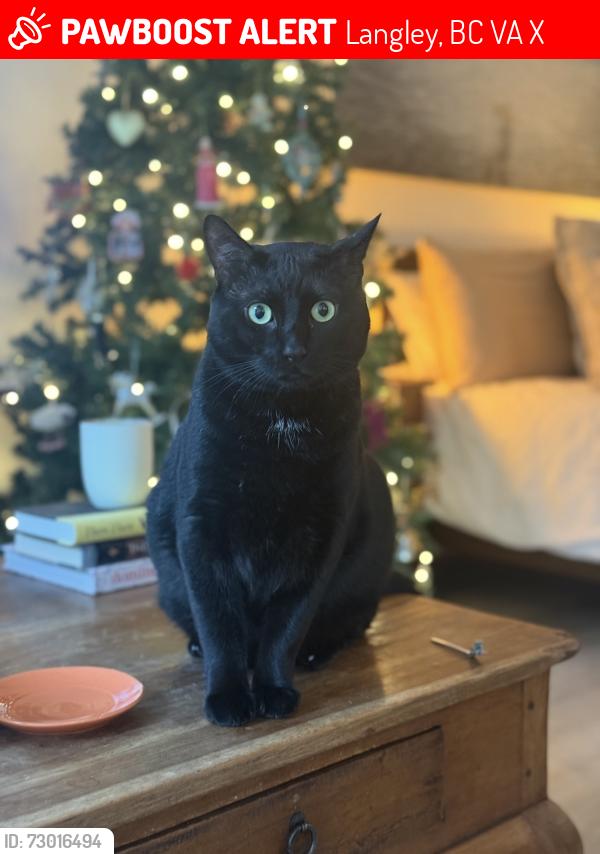 Lost Male Cat last seen Brookswood Langley , Langley, BC V3A 7X1