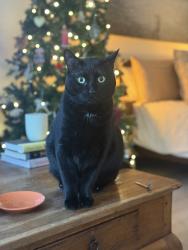 Lost Male Cat last seen Brookswood Langley , Langley, BC V3A 7X1