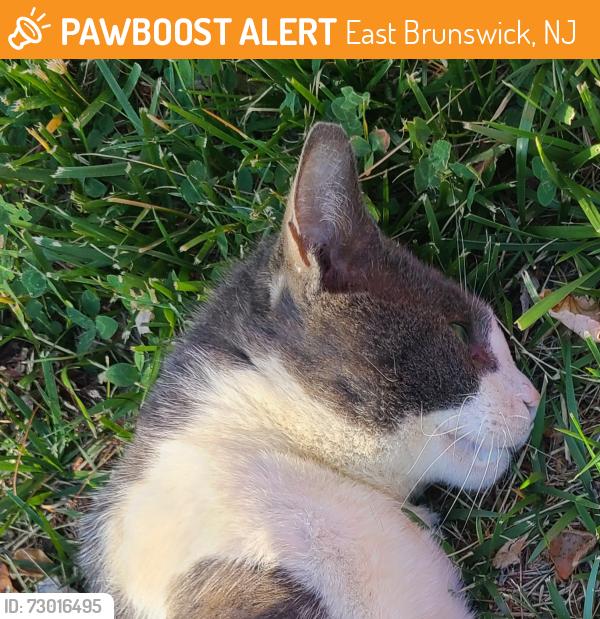 Found/Stray Unknown Cat last seen Ryders Lane, East Brunswick, NJ 08816