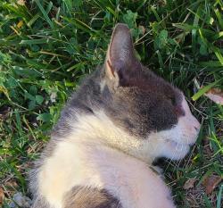 Found/Stray Unknown Cat last seen Ryders Lane, East Brunswick, NJ 08816