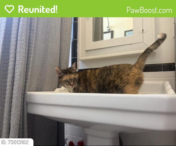 Reunited Female Cat last seen Near n Gardner street , West Hollywood, CA 90046