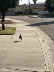 Found/Stray Unknown Dog last seen Serena dr., San Jacinto, CA 92583