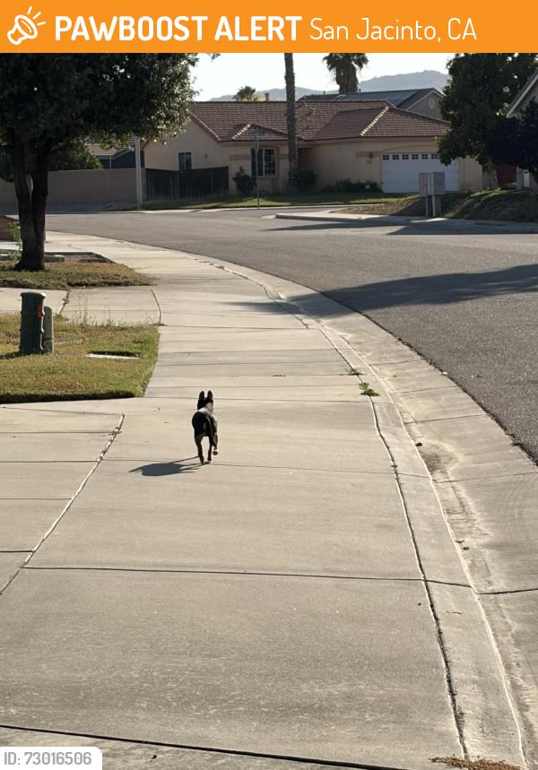 Found/Stray Unknown Dog last seen Serena dr., San Jacinto, CA 92583