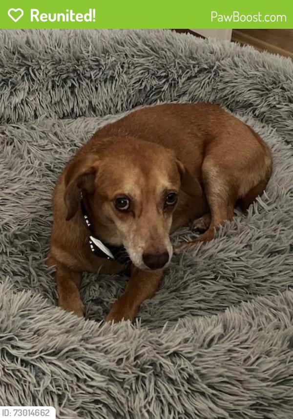 Reunited Male Dog last seen 7th Street, Wilmington, NC 28408