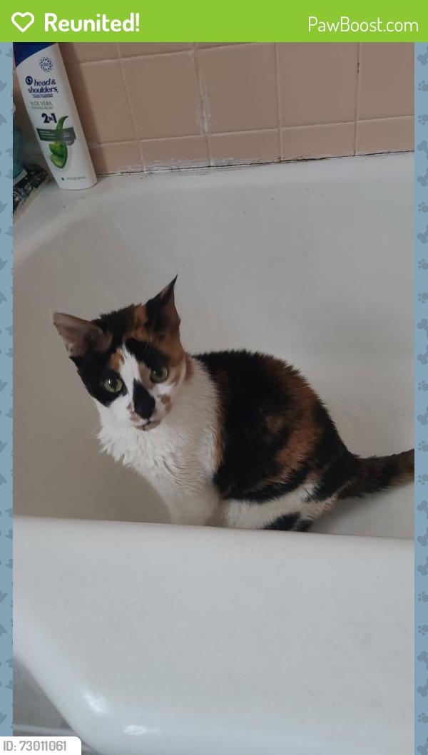 Reunited Female Cat last seen Where Ashwood Rd and Newlin Rd, Springfield, PA 19064