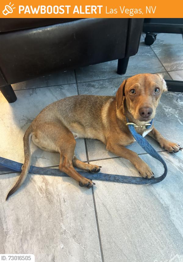 Found/Stray Male Dog last seen Address posted above, Las Vegas, NV 89128