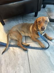 Found/Stray Male Dog last seen Address posted above, Las Vegas, NV 89128