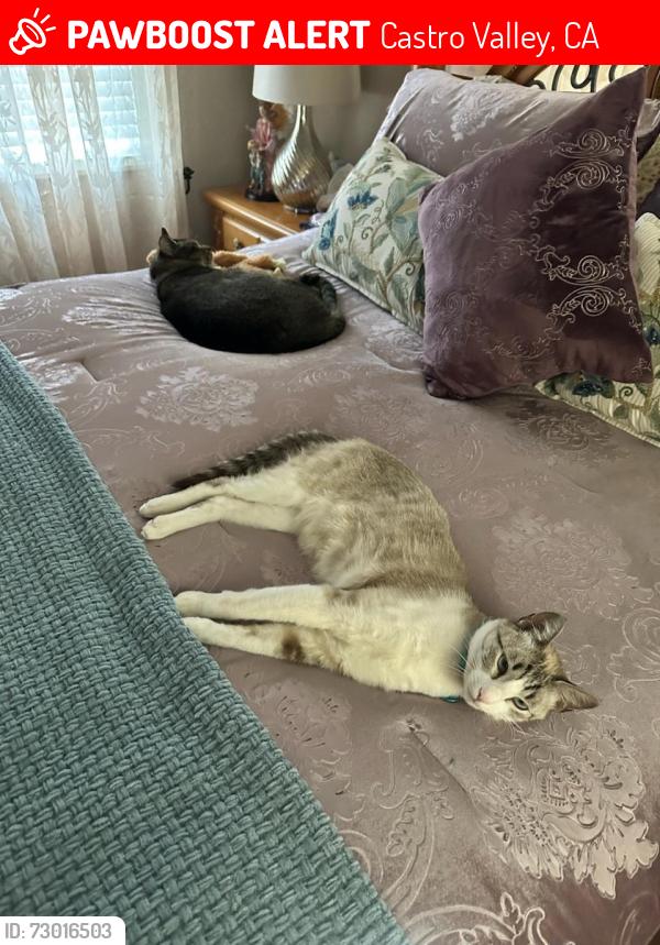 Lost Male Cat last seen Stanton and Carlton , Castro Valley, CA 94546