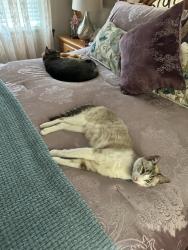 Lost Male Cat last seen Stanton and Carlton , Castro Valley, CA 94546