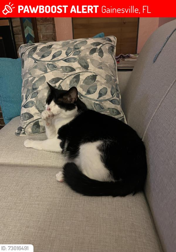 Lost Male Cat last seen NW 42nd Place and NW 27th Drive, Gainesville, FL 32605
