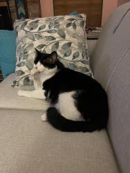 Lost Male Cat last seen NW 42nd Place and NW 27th Drive, Gainesville, FL 32605
