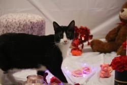 Lost Male Cat last seen circle k dunlawton and bill trail, Port Orange, FL 32127