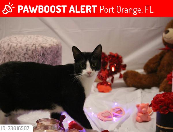 Lost Male Cat last seen circle k dunlawton and bill trail, Port Orange, FL 32127