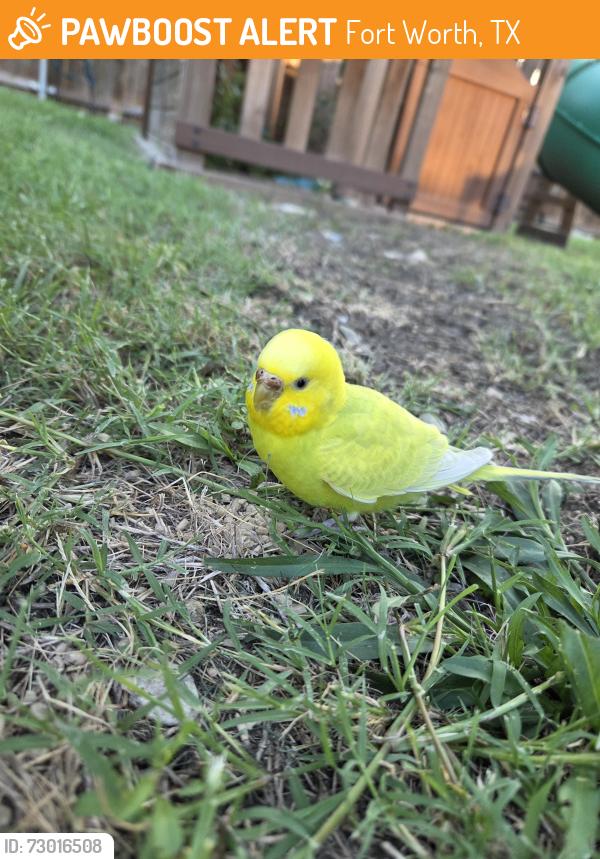 Found/Stray Unknown Bird last seen Summerfields & spindrift , Fort Worth, TX 76137