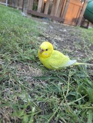 Found/Stray Unknown Bird last seen Summerfields & spindrift , Fort Worth, TX 76137