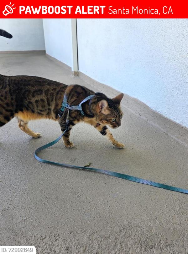 Lost Female Cat last seen Ashland, Pier, and Marine, Santa Monica, CA 90405