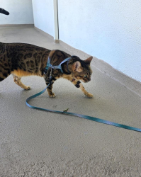 Lost Female Cat last seen Ashland, Pier, and Marine, Santa Monica, CA 90405