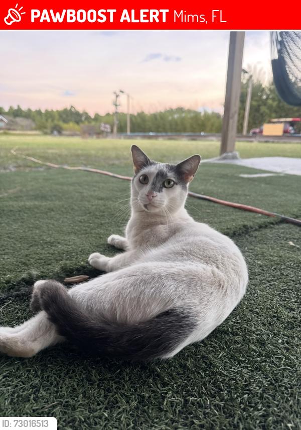 Lost Male Cat last seen Hammock, Mims, FL 32754