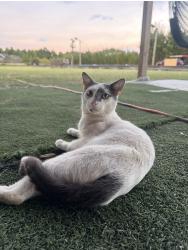 Lost Male Cat last seen Hammock, Mims, FL 32754