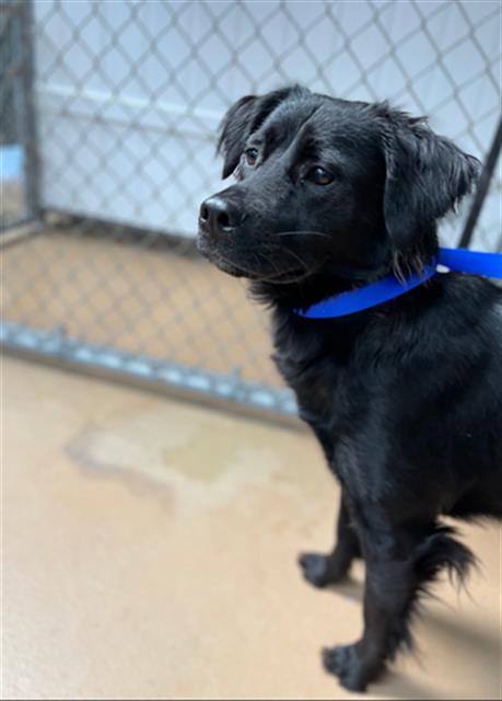 Shelter Stray Unknown Dog last seen IRIS AVE & 27TH ST (92154), 130 Beyer Way, Chula Vista, CA 91911, USA