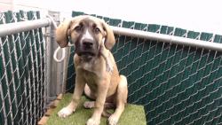 Shelter Stray Female Dog last seen , 11258 Garfield Ave, Downey, CA 90242, USA