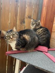 Lost Female Cat last seen Martin Rd, Northport, AL 35473