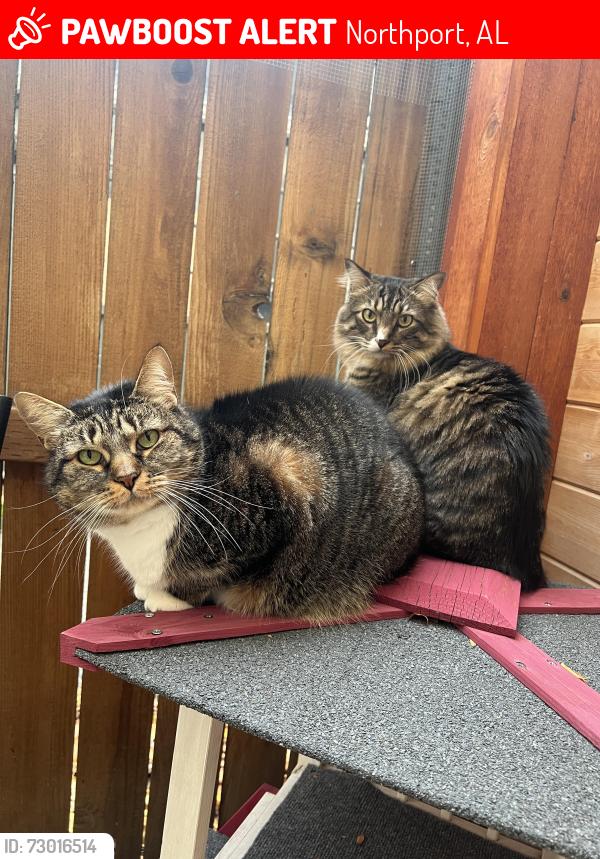 Lost Female Cat last seen Martin Rd, Northport, AL 35473