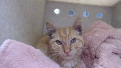 Shelter Stray Unknown Cat last seen , 11258 Garfield Ave, Downey, CA 90242, USA