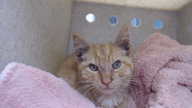 Shelter Stray Male Cat last seen , 11258 Garfield Ave, Downey, CA 90242, USA