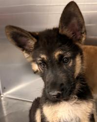 Shelter Stray Male Dog last seen , 4000 N Silverbell Rd, Tucson, AZ 85745, USA