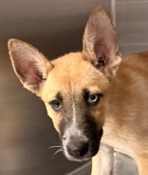Shelter Stray Female Dog last seen , 4000 N Silverbell Rd, Tucson, AZ 85745, USA